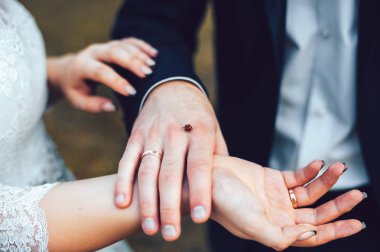 Gelin ve damat elinde oturan uğur böceği. Elele tutuşun. Siyah takım elbise düğün elbise erkek Naturewoman