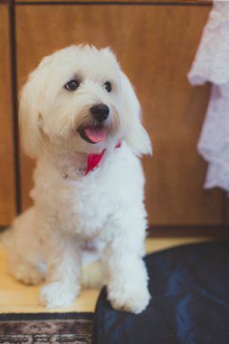 Kırmızı kelebek giyinmiş bolognese (İtalyan köpekleri)