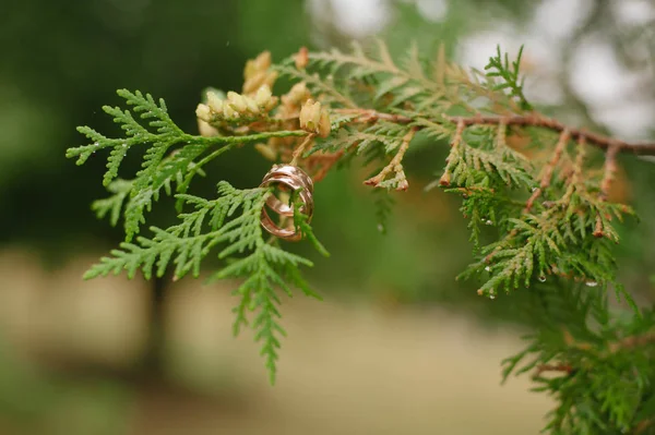 No ramo da árvore são anéis de casamento de ouro — Fotografia de Stock