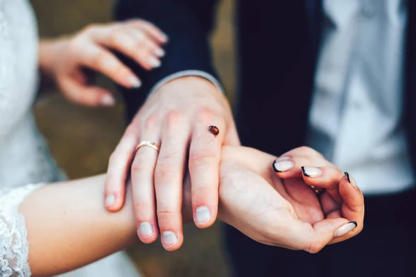 Mariquita sentada en las manos de los novios. Agárrate las manos. Naturaleza Mujer en vestido de novia hombre en traje negro — Foto de Stock