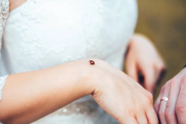 Joaninha nas mãos da noiva e do noivo. De mãos dadas. Natureza Mulher no vestido de noiva homem em terno preto — Fotografia de Stock