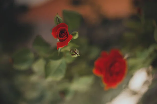 Un cespuglio di rose rosse nel giardino Immagine Stock