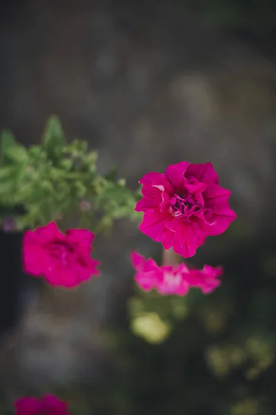 Bellissimo fiore rosa brillante che cresce in giardino Fotografia Stock