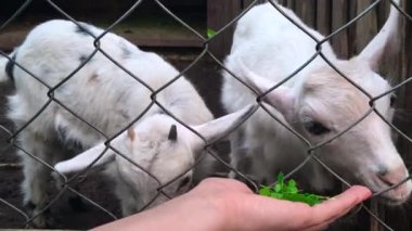 Keçi yeşil ot yer. Köyde hayvancılık. Ev ile ilgili hayvan çiftlik tarımı