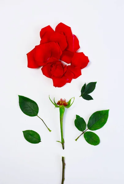 Gül yaprakları ile tebrik kartı. Sarı, kırmızı, beyaz arka plan. Sevgililer günün kutlu olsun