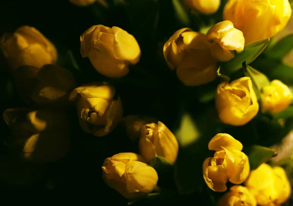 sarı laleler. Çiçekler ışık kompozisyon