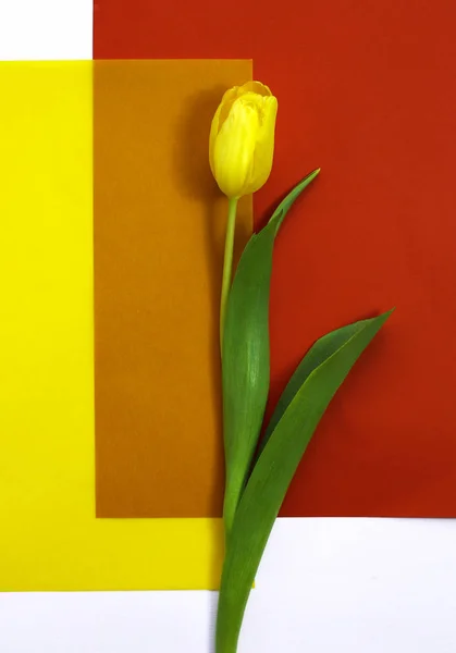 Kırmızı-Sarı zemin üzerine Sarı Lale