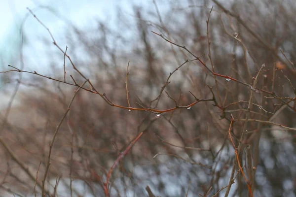La hermosa rama del árbol de primavera con gotas de lluvia — Foto de Stock