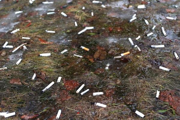 çevre kirliliği. Sigara. Çöp