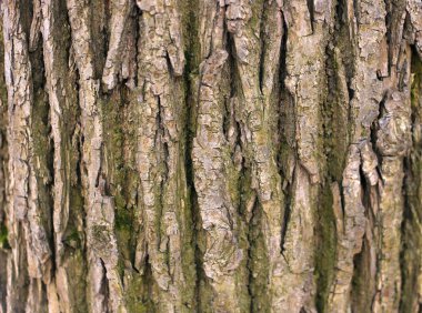 Bir ağaç kabuğu dokusu. Arka plan.