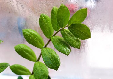 Yeşil kök. Kapalı bitki. Damla