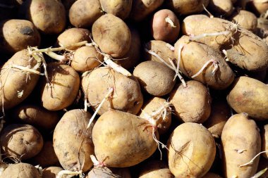 Güzel patates. Arka plan ve doku