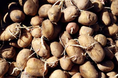 Güzel patates. Arka plan ve doku