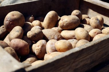 mezarda patates.