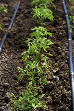 Güzel yeşil domates yatakta kaynaklanıyor