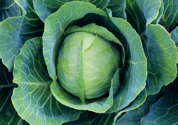 Lahana bahçede yeşil başkanı