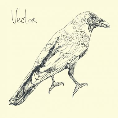 El çizmek illüstrasyon vektör kuzgun ile