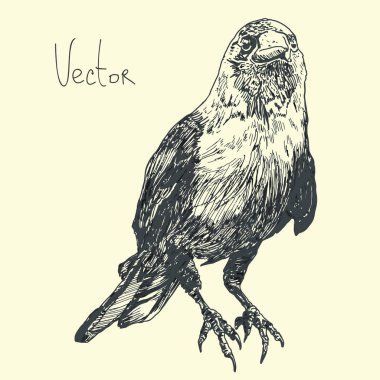 El çizmek illüstrasyon vektör kuzgun ile