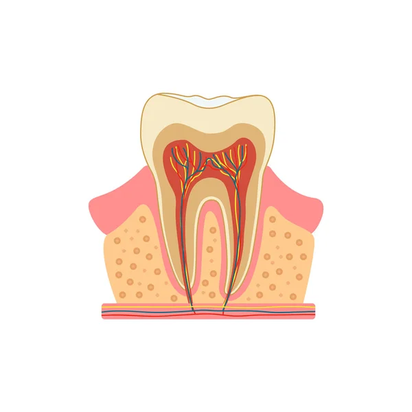 Bir Kesim Diş Yapısı Tıbbi Diyagramı Diş Kesiti Beyaz Arka — Stok Vektör