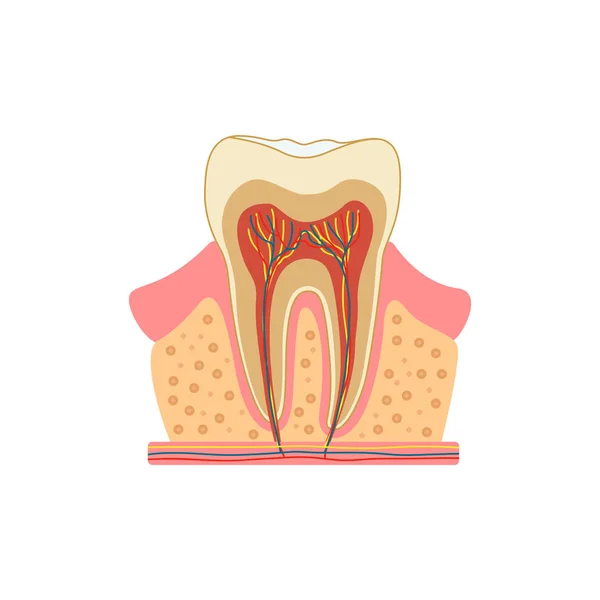 cross-section diagram of tooth