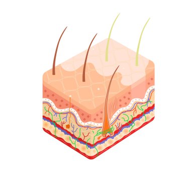 İnsan derisinin iç kesitinin yapısının tıbbi diyagramı. Vitiligo hastalığı anatomisi, deri sorunu. Beyaz arkaplanda izole edilmiş stok vektörü bilgisel kavramı