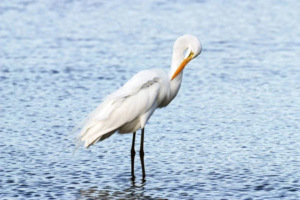 Uma Grande Egret Prepara Suas Penas Enquanto Está Água Rasa — Fotografia de Stock