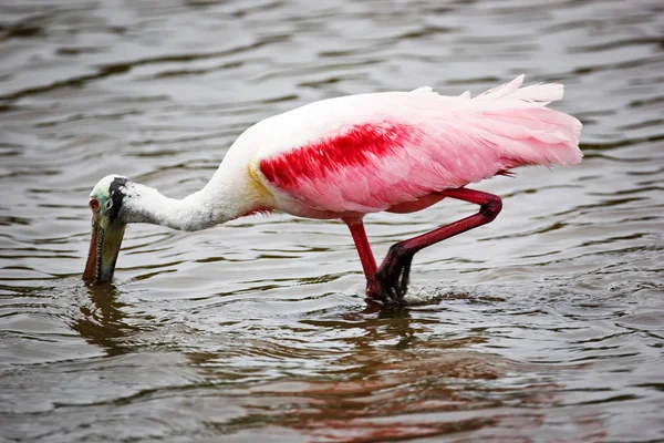 Scharlachrot Gefiederter Rosenlöffel Ernährt Sich Wasser Elemente Dieses Bildes Von — Stockfoto