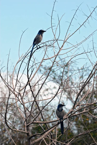 Scrub Jays Scan Territory Bush Elements Image Furnished Nasa — Stock Photo, Image