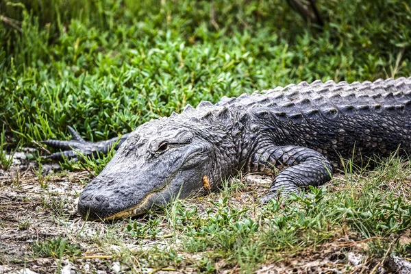 ワニが運河の岸にいる この画像の構成要素は — ストック写真