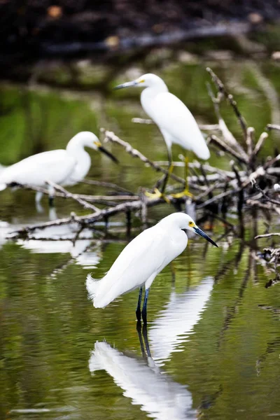 Χιονισμένα Egrets Συγκεντρώνονται Στο Νερό Για Nasa Kennedy Space Center — Φωτογραφία Αρχείου