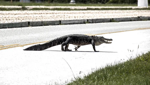 Alligator Tar Promenad Mitt Dagen Och Korsar Saturnus Kauseway Delar — Stockfoto