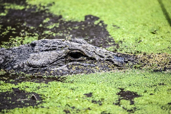 ワニは将来の食事を待っている この画像の構成要素は — ストック写真