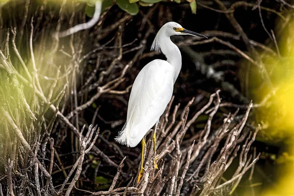 Grande Egret Branco Está Empoleirado Algum Pincel Norte Dos Elementos — Fotografia de Stock