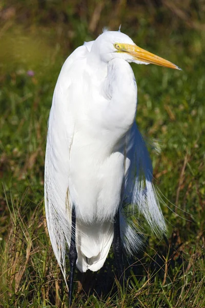 Uma Cegonha Está Blackpoint Wildlife Drive Merritt Island National Wildlife — Fotografia de Stock