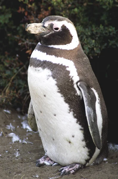 Pingüino Cerca Punta Arena Chile Elementos Esta Imagen Amueblados Por — Foto de Stock