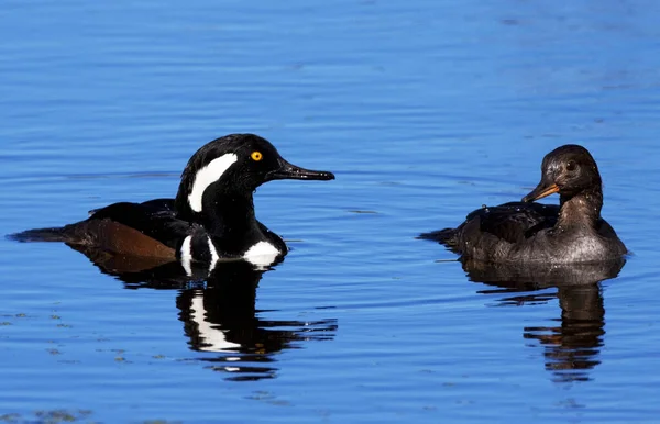 Két Kacsa Tükröződik Vizekben Blackpoint Wildlife Drive Merritt Island National — Stock Fotó