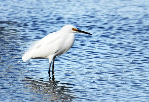 Aigret Des Neiges Tient Dans Les Eaux Peu Profondes Étang — Photo