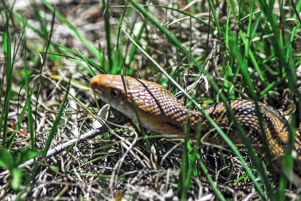 Een Gele Rat Slang Glijdt Door Het Gras Elementen Van — Stockfoto