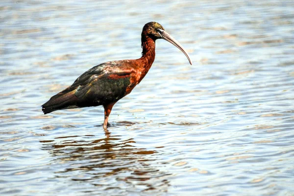 Ibis Brilhante Está Espera Rapina Para Nadar Nesta Lagoa Perto — Fotografia de Stock