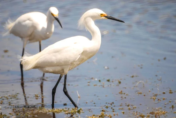 Egrets Nevados Vaguearam Através Uma Lagoa Para Sua Comida Uma — Fotografia de Stock