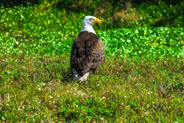 This adult bald eagle rests on the ground near a pond. elements of this image furnished by nasa
