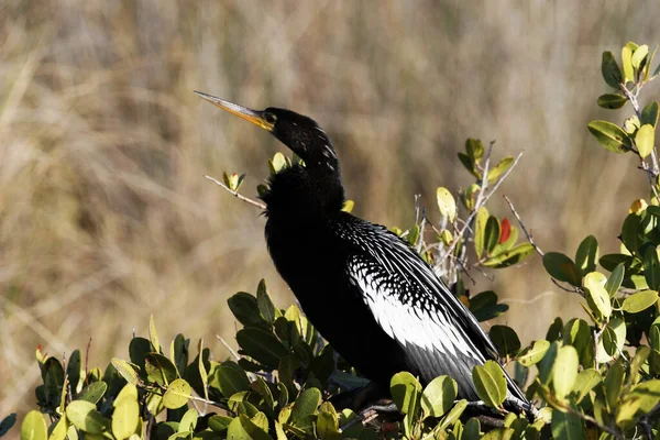 Macho Anhinga Poleiros Arbusto Ilha Merritt National Wildlife Refuge Elementos — Fotografia de Stock