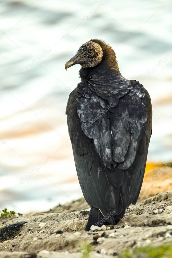 A vulture watches from a perch on sandy dunes at the Merritt Island National Wildlife Refuge. elements of this image furnished by nasa