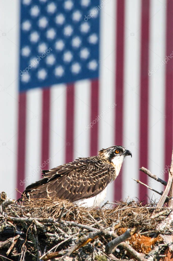 A baby osprey sits on its nest situated at the top of a pole in the parking lot at the NASA News Center at Kennedy Space Center. elements of this image furnished by nasa