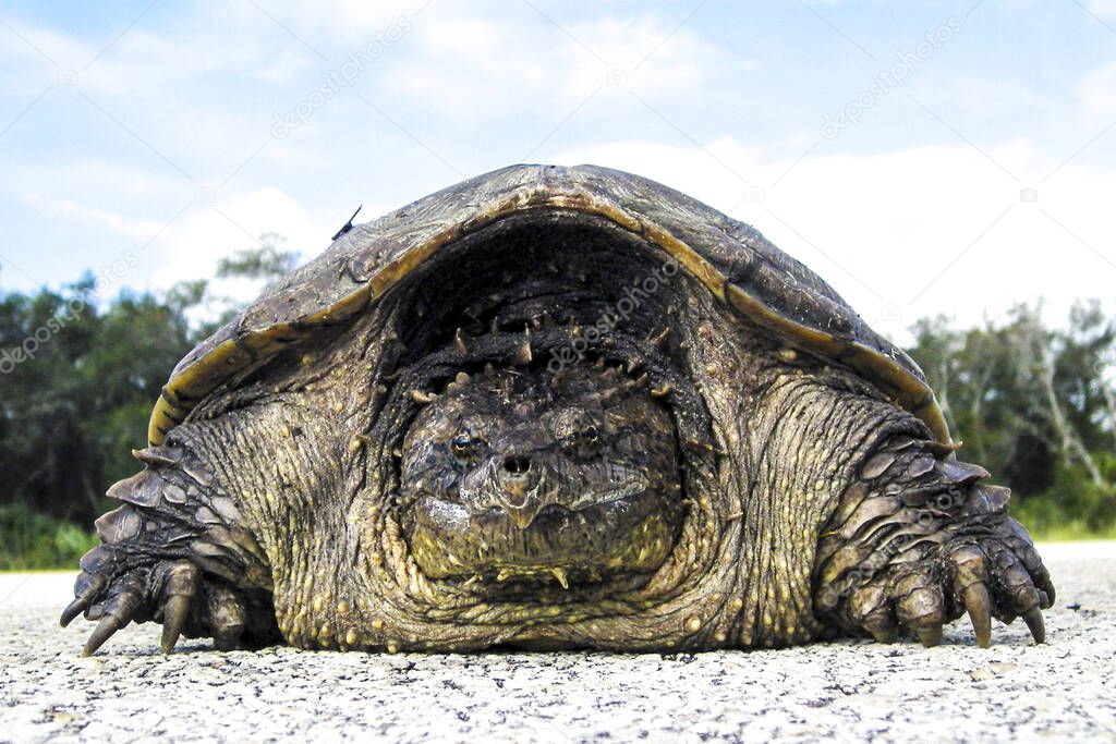A rare photo of a Florida snapping turtle out in the open on Beach Road, elements of this image furnished by nasa