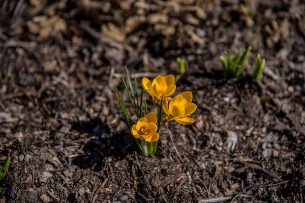 Крупним планом вигляд жовтого кролячого цвітіння, що випадає з землі на початку весни — стокове фото