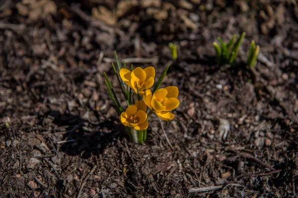 Closeup view of yellow crocus blooms coming up from ground in early spring — Stock Photo, Image