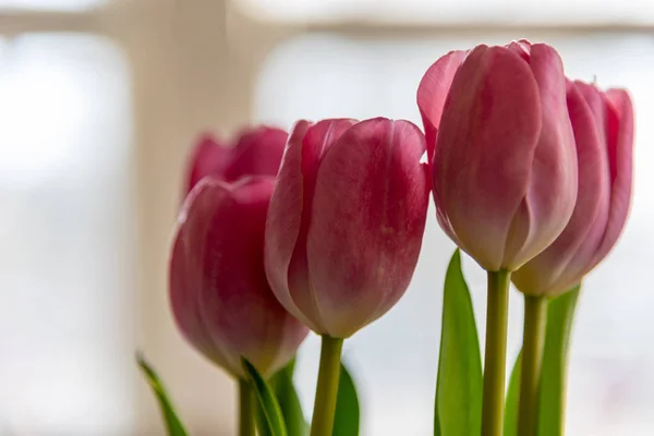 Closeup růžové tulipány v jasné bílé světlo sluncem kryté místnosti — Stock fotografie