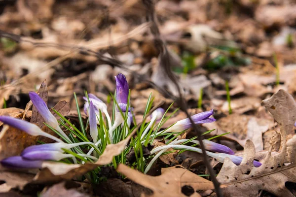 Purple crocus flowers emerging from the leaves on the ground in early spring — Stock Photo, Image