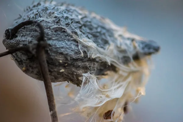 Extreme close-up van één Kroontjeskruid plant in de winter bij zonsondergang — Stockfoto